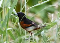 Eastern towhee among the tall grass fine art nature print at Cove Creek Photography..