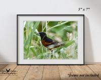 Eastern Towhee in the Tall Grass Open Edition Glossy Nature Photography Print