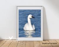 A 5" x 7" color print of a tundra swan offered at Cove Creek Photography.