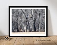 Nature photography giclee print of a northern harrier titled "Gray Ghost" and offered by Cove Creek Photography.