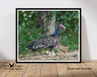 Turkey Vulture Print