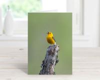 Warbler Birthday Card