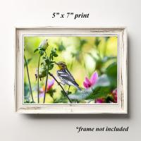 5" x 7" fine art giclée print of a warbler in a dahlia garden available at www.covecreekphotography.com.