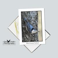 White-breasted nuthatch blank note card set at covecreekphotography.com.