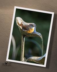 A giclee print of a small brown bird sitting in running water in a garden water feature available at covecreekphotography.com.