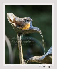 8' x 10" giclée print of a Carolina wren in a water feature offered at www.covecreekphotography.com.