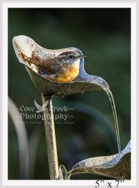5" x 7" nature photography giclée print of a Carolina wren available at Cove Creek Photography.