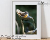 Carolina wren giclée print mounted in a white matboard at covecreekphotography.com.