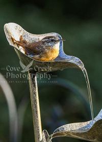 Fine art photography giclée print of a Carolina Wren in a garden water feature available at Cove Creek Photography.