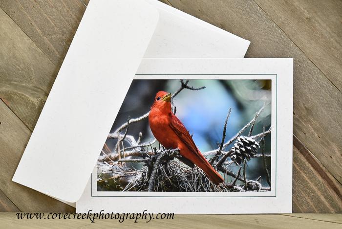 Male Summer Tanager