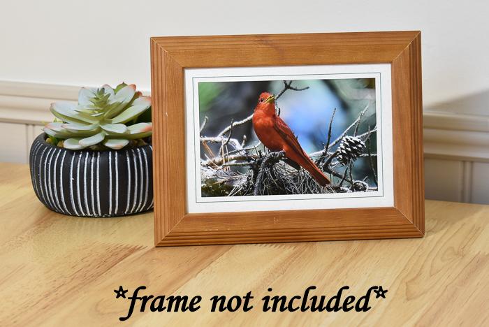 Nature Photo Card - Male Summer Tanager
