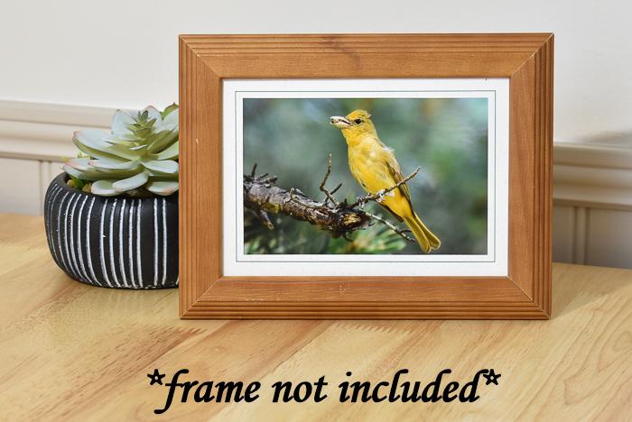 Summer Tanager All Occasion Photo Greeting Card
