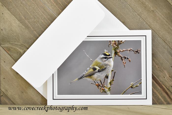 Golden-crowned Kinglet Card