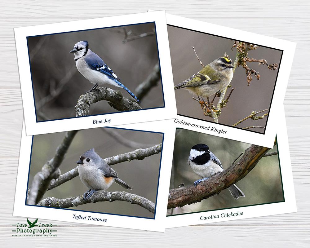 Boxed Set of Backyard Bird Stationery Set with four Bird Species.