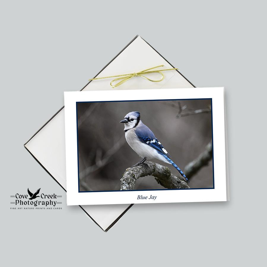 Blue Jay Photography Note Card Stationery