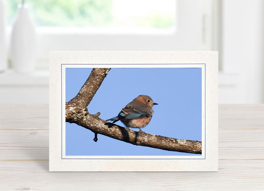 Eastern Bluebird