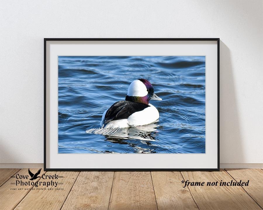 Bufflehead Framed Print