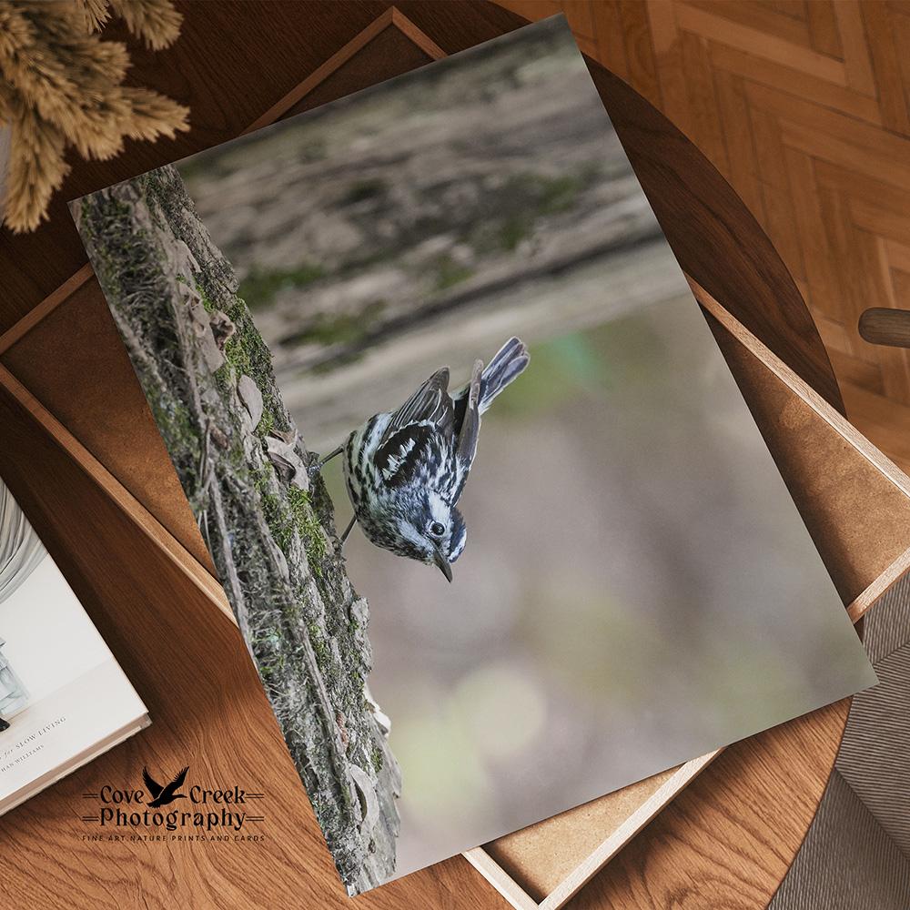 A 10" x 14" borderless giclee print of a black and white bird in a green forest at covecreekphotography.com.