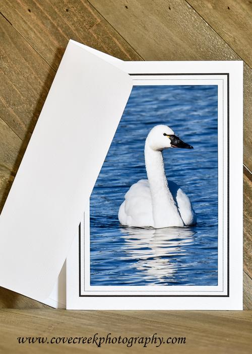 Tundra Swan Card