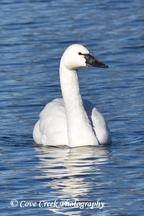 Cygnus columbianus