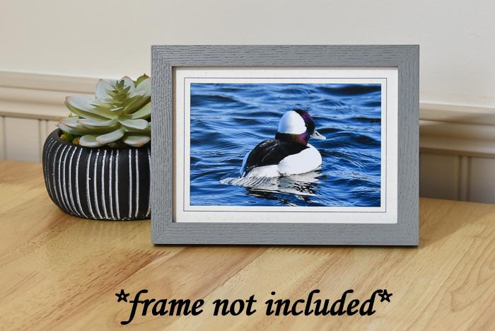 Bird Photography Greeting Card: Bufflehead