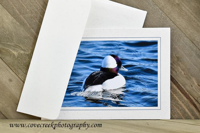 Male Bufflehead