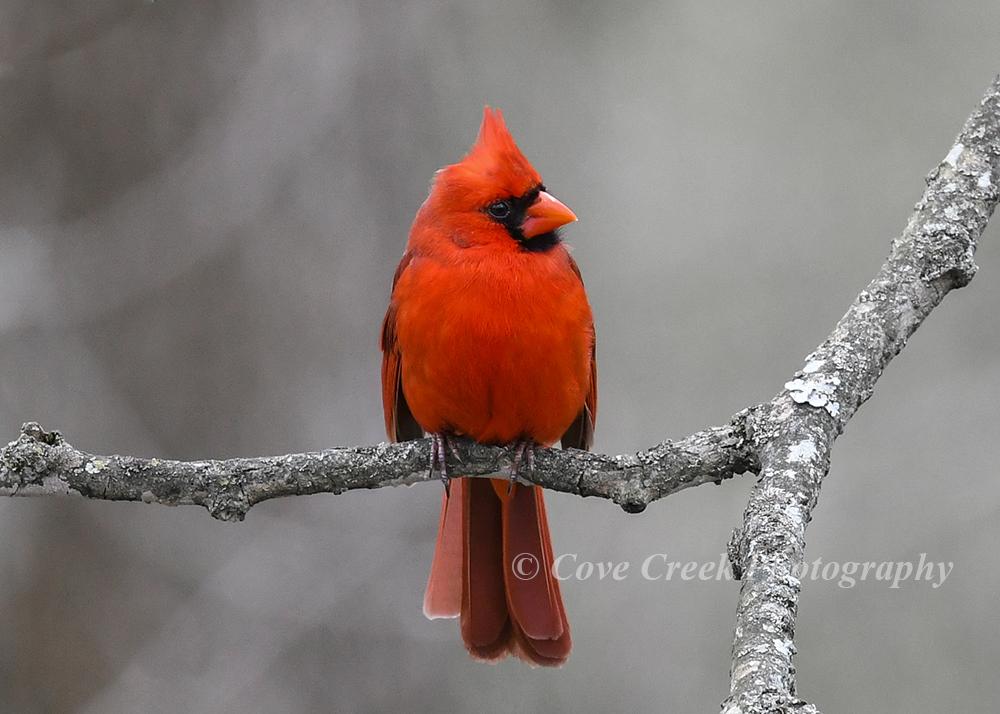 Northern Cardinal Glossy Print