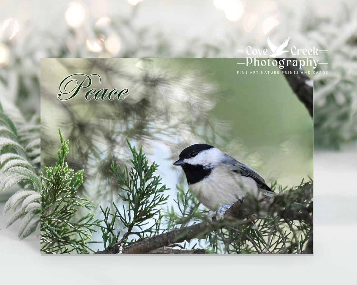 A carolina chickadee holiday card that offers the message of "Peace".  The boxed set of cards is available at covecreekphotography.com.