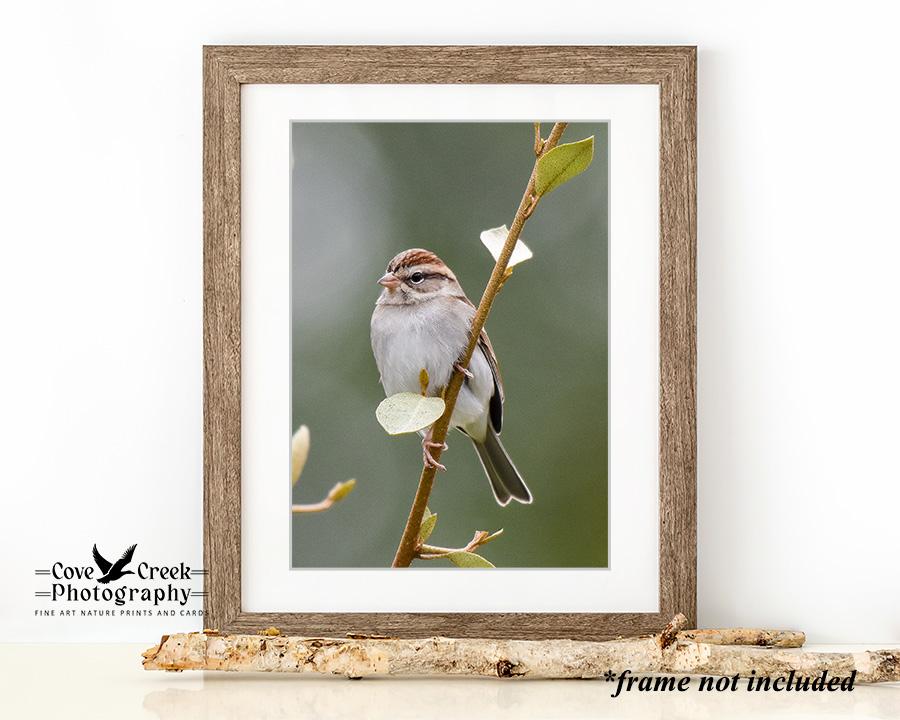 Chipping Sparrow Framed Print