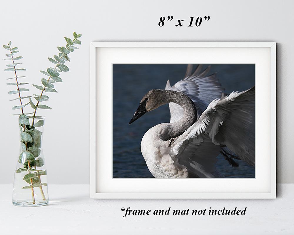 A trumpeter swan art print in a white frame next to a green plant in a vase at Cove Creek Photography.