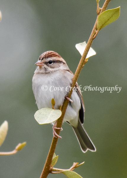 Chipping Sparrow Print