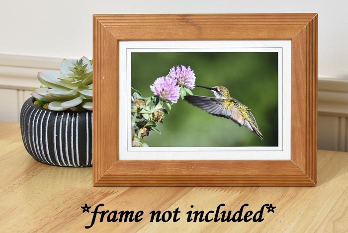 Ruby-throated Hummingbird All Occasion Photo Card