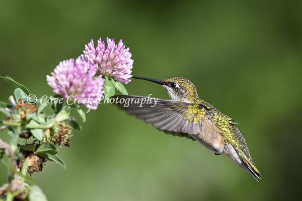 Female Ruby-throated Hummingbird