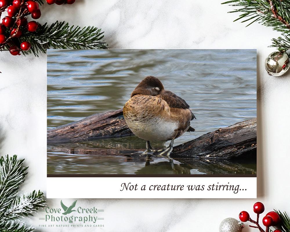 Ring-necked duck asleep on a log on a Christmas card sold at www.covecreekphotography.com.