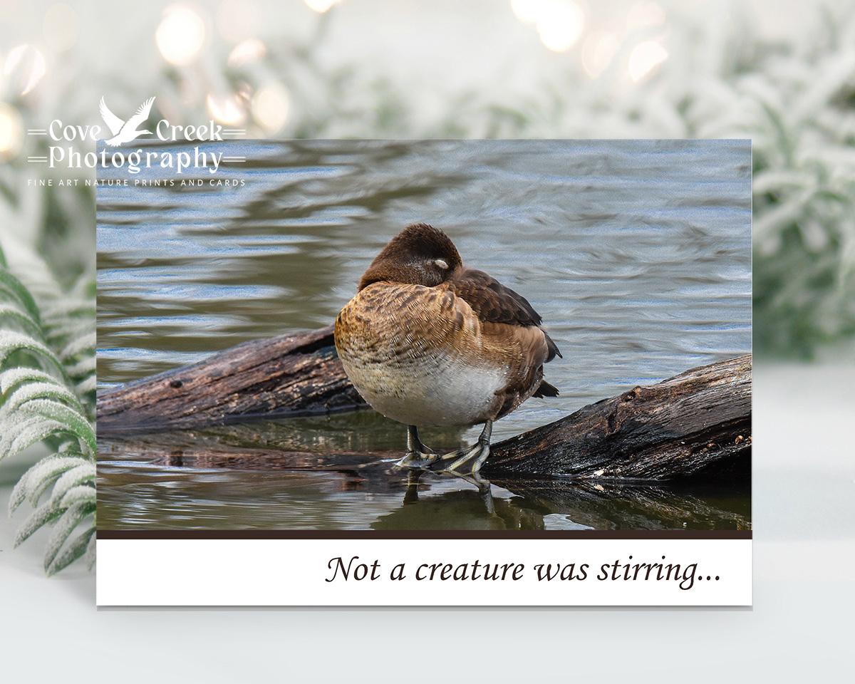 Christmas card - "not a creature was stirring" - with stunning nature photography of ring-necked duck and available at covecreekphotography.com.