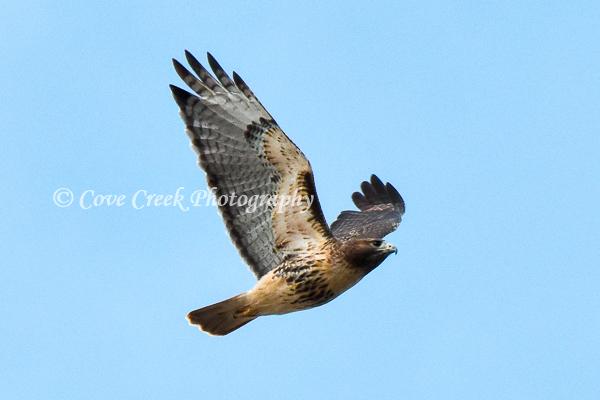 Red-tailed Hawk in Flight