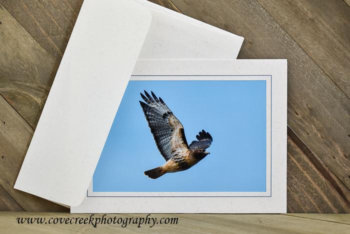 Bird Photography Greeting Cards