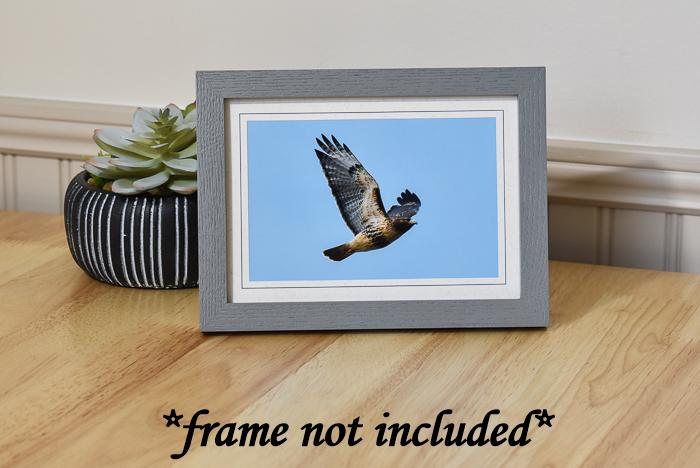 Red-tailed Hawk Photo Greeting Card