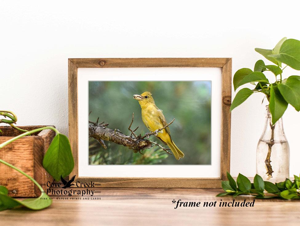 Female Summer Tanager in Arkansas