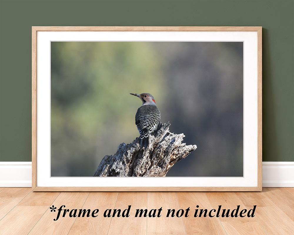 A framed nature photography giclee print of a lone northern flicker resting on a tree snag at Cove Creek Photography.