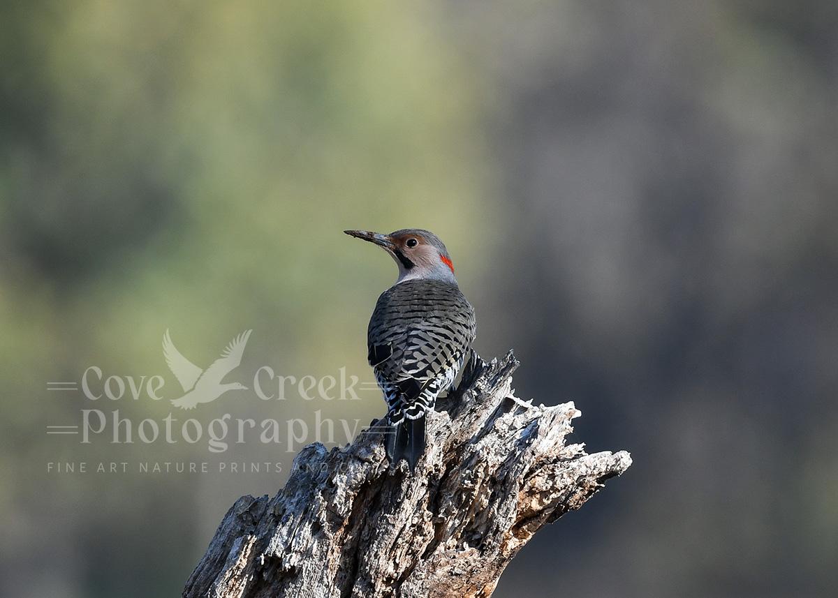 A 14" x 10" giclée print of a yellow-shafted northern flicker resting on a tree stump.  The image was photographed in Arkansas and is available at Cove Creek Photography.