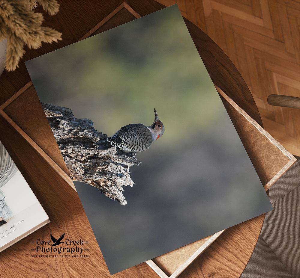 A giclee print of a yellow-shafted northern flicker perched on a tree snag at covecreekphotography.com.