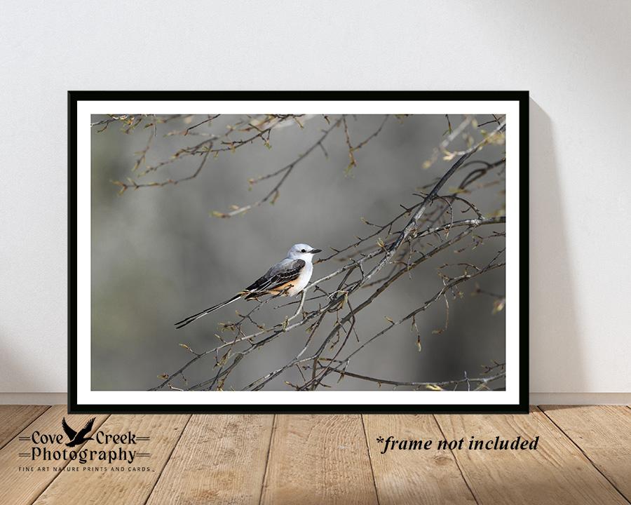 A stunning scissor-tailed flycatcher giclee print at Cove Creek Photography.  The image was captured by T. Spratt and is a limited edition nature photography print.