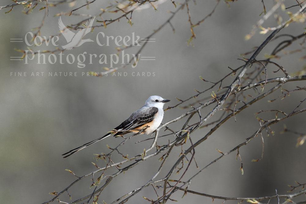 A limited edition giclee print of a scissor-tailed flycatcher at dawn.  The original nature photography by T. Spratt is offered at Cove Creek Photography.