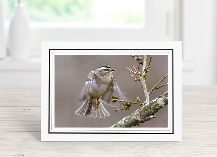 Golden-crowned Kinglet