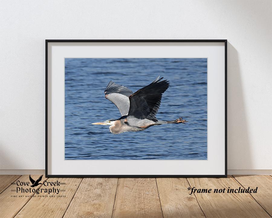 Great Blue Heron Framed Print