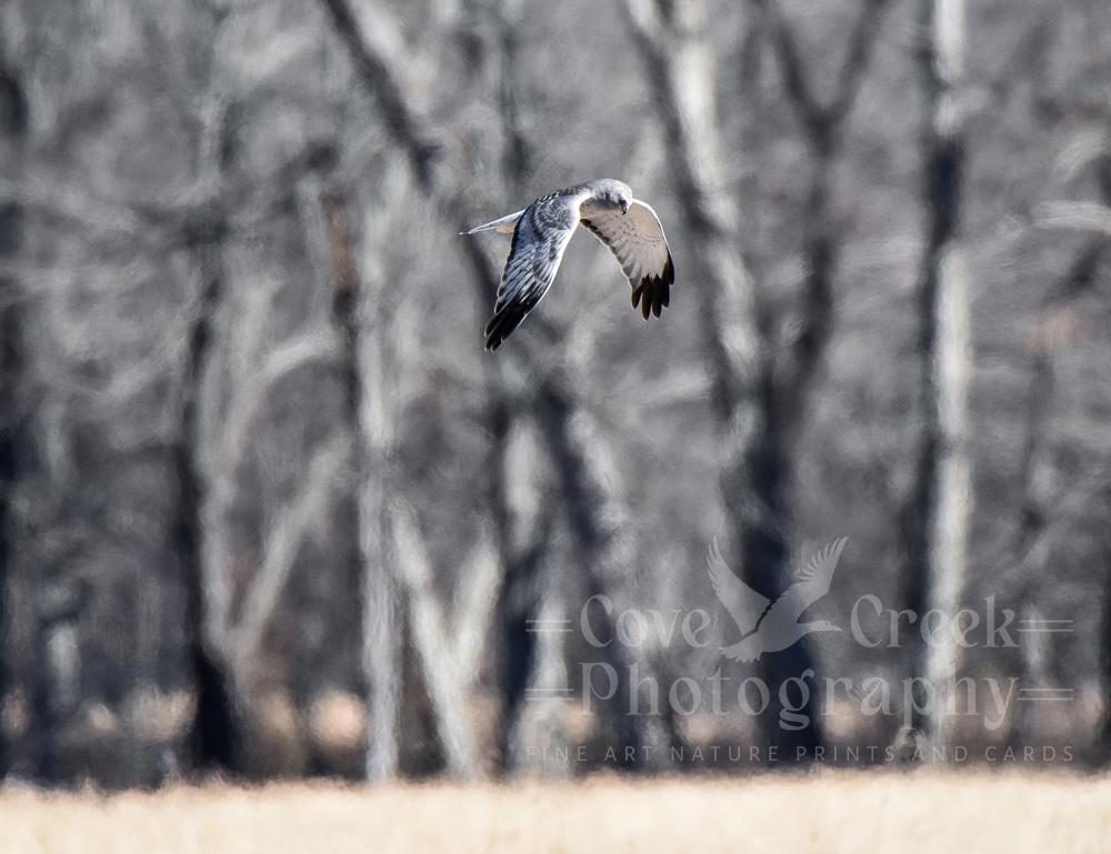 A limited edition giclee print of a northern harrier (Circus hudsonius) gliding over a field in winter.