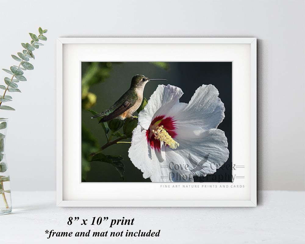 Original photography of a ruby-throated hummingbird and hibiscus flower offered at Cove Creek Photography.