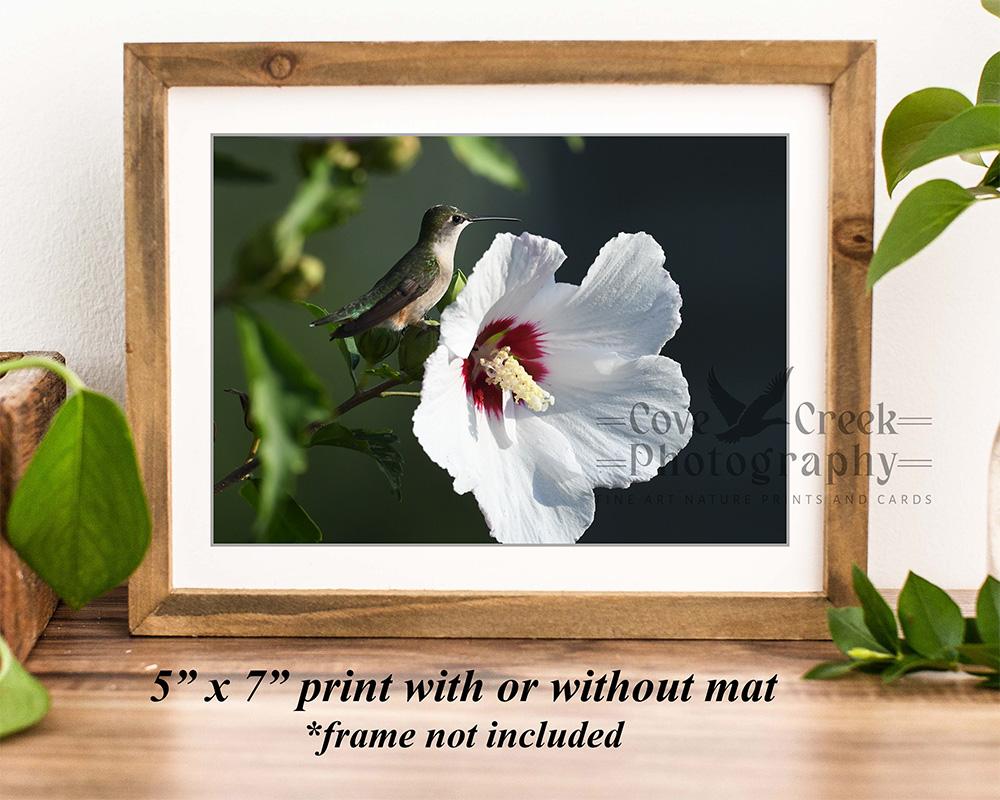 a 5" x 7" giclée print of a hummingbird and hibiscus flower available at covecreekphotography.com.