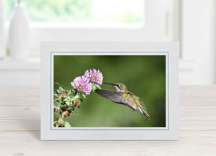 Female Ruby-throated Hummingbird